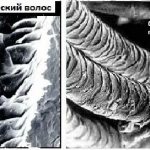 Человеческий волос и овечья шерсть под микроскопом