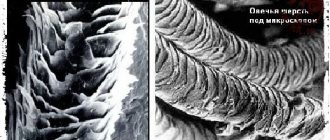Человеческий волос и овечья шерсть под микроскопом