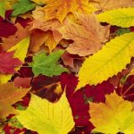 Декор из листьев: 4 лучших способа сохранить листья в идеальном состоянии