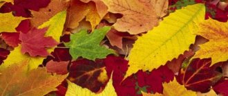Декор из листьев: 4 лучших способа сохранить листья в идеальном состоянии