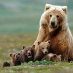 Маска медведя для ребенка